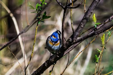 Blue-throated robin Stock Photos