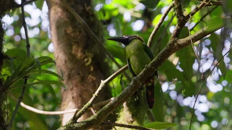 Blue-throated toucanet perched on a branch Stock Footage 287936775