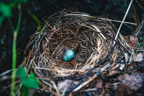 Blue thrush egg in the nest Stock Photos