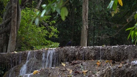 A Blue Thrush Stands On Top of a Waterfall in the Jungle in Erawan National Park Stock Footage 74290654