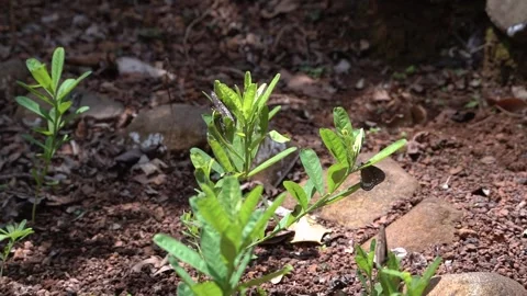Blue Tiger and Common Crow Butterflies Flying and Landing Slow Motion 4K Stock Footage 332766887