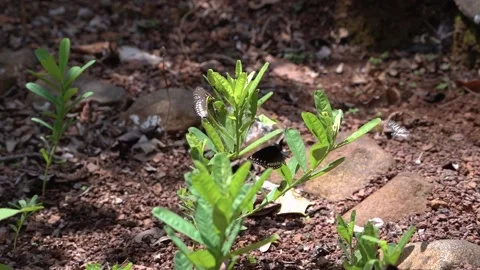Blue Tiger and Common Crow Butterflies Landing Sequence Slow Motion 4K Stock Footage 332766892