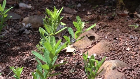 Blue Tiger Butterflies Touching While Flying Slow Motion 4K Stock Footage 332766744