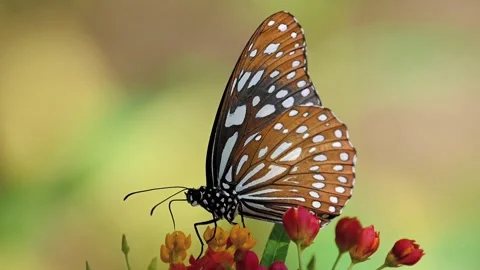 Blue Tiger Butterfly Feeding on Small Flowers and Leaving in Slow Motion 스톡 동영상 344025003