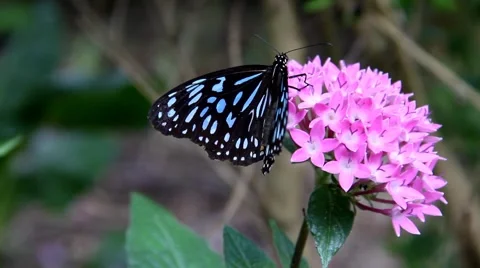 Blue Tiger butterfly  Stock Footage 49927058