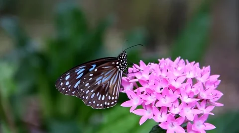 Blue Tiger butterfly  스톡 동영상 49927300