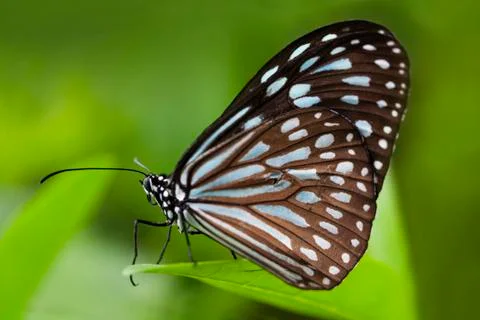 Blue Tiger Butterfly on a Leaf Foto stock