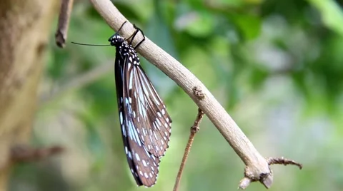 Blue tiger butterfly showing ability to cling upside down  Stock Footage 49927802