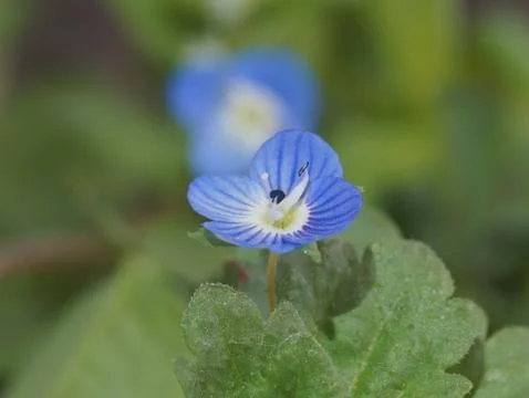 Blue tiny flower Stock Photos