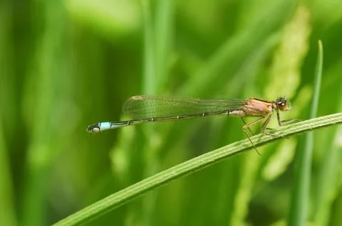 Blue-tip damselfly Stock Photos