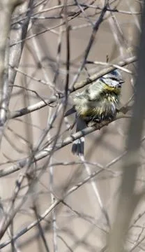 Blue tit 01 Stock Photos