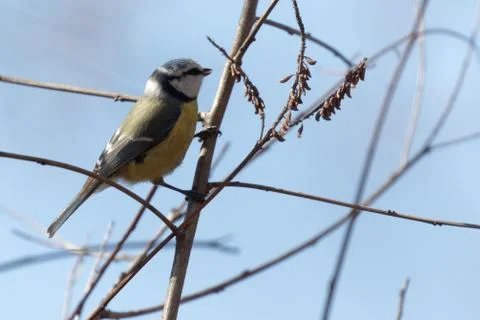 Blue tit 02 Stock Photos