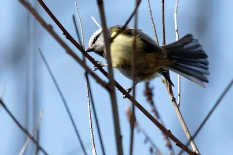 Blue tit 03 Stock Photos