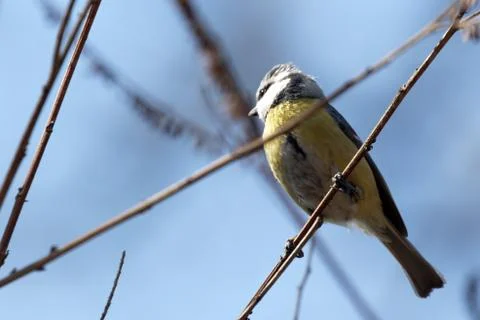 Blue tit 04 Stock Photos