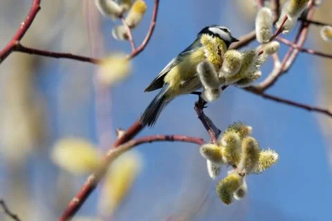 Blue tit 05 Stock Photos