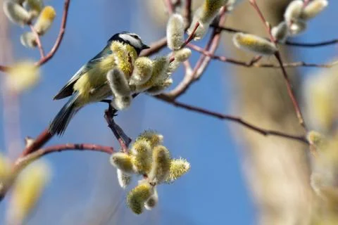 Blue tit 05 Stock Photos