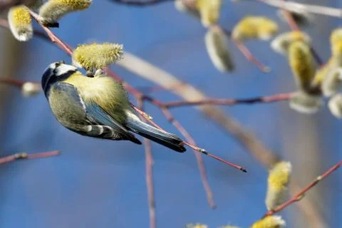 Blue tit 06 Stock Photos