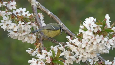 Blue tit 5 Parus caeruleus in cherry blossom Stock Footage 148504956