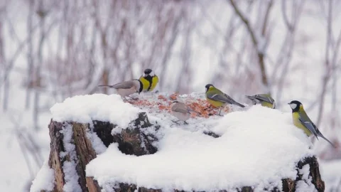 Blue tit and great tit at the feeder in winter Stock Footage 84819082