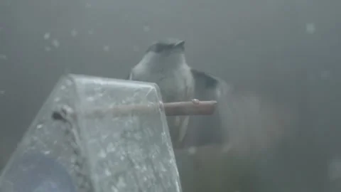 Blue Tit and Nuthatch Bird on Window Bird Feeder, Close Up Stock Footage 276420053