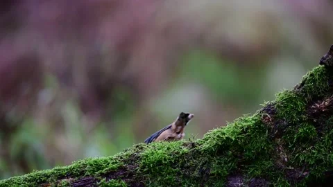 Blue tit and a nuthatch looking for food on dead wood Video stock 204999299