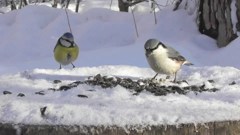 Blue tit and nuthatch in the winter in the feeder pecking sunflower seeds Video stock 118802921