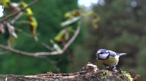 Blue tit in autumn - slow motion Stock Footage