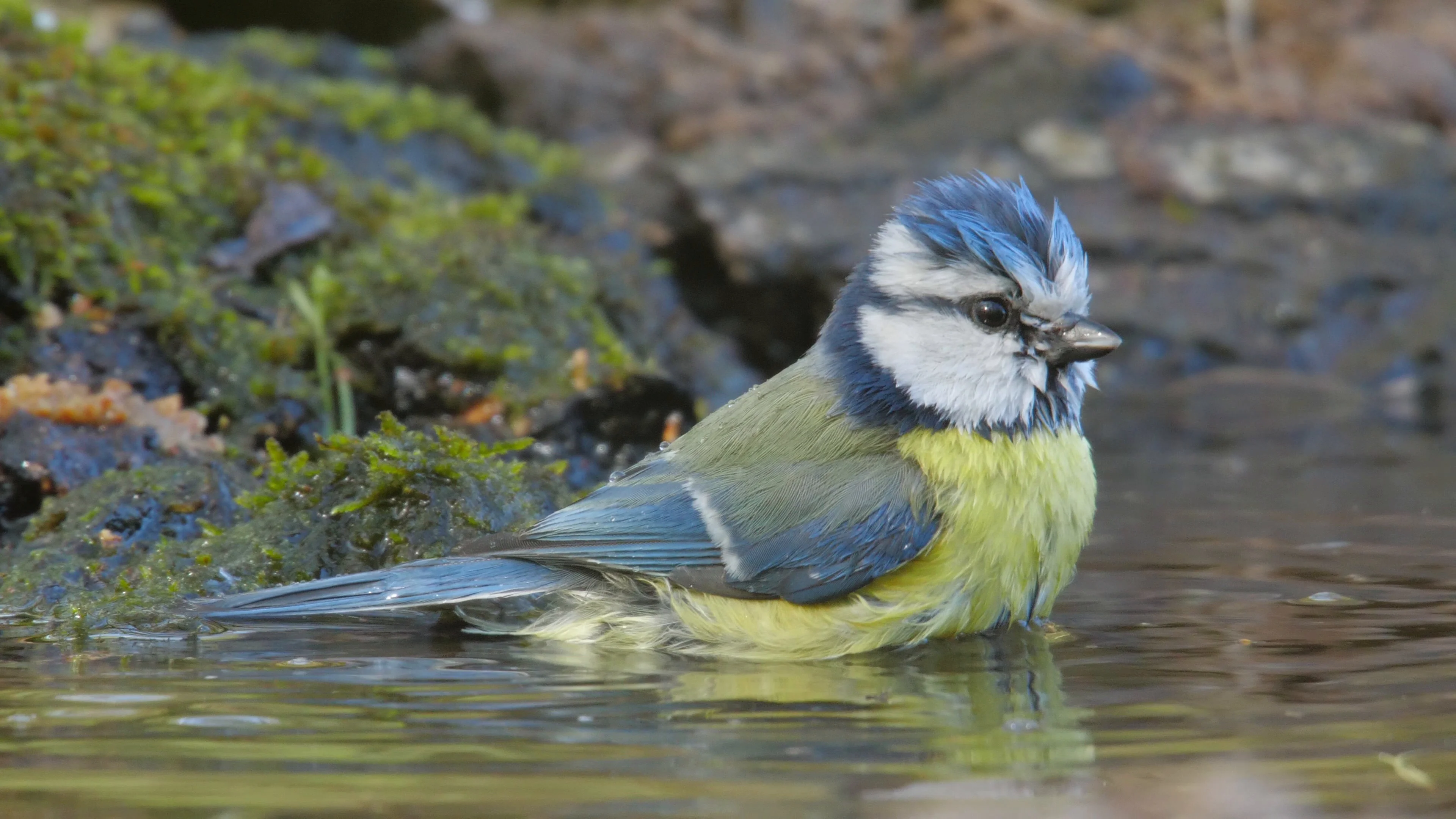 Blue tit. Bathing couple of the birds. C... | Stock Video | Pond5