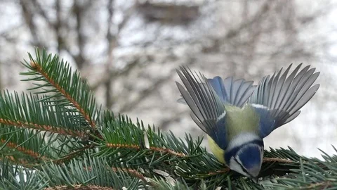 The blue tit becomes angry. Video stock 116956530
