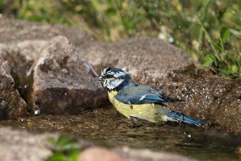 Blue tit bird in the bath Stock Photos
