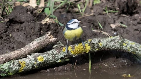 The blue tit bird drinking water from a natural pond Stock Footage 220030740