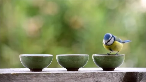 Blue Tit bird eating from small bowls Stock Footage 61483637