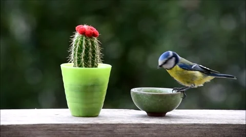 Blue Tit bird eating from small bowl Stock Footage 62252587