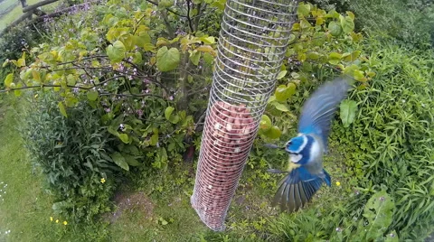 Blue Tit on bird feeder 01 Stock Footage 50693258