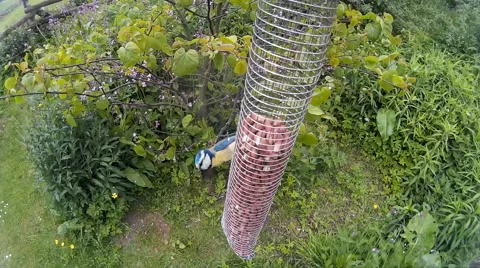 Blue Tit on bird feeder 03 Video stock 50689304