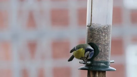 A blue tit bird on a feeder Stock-Footage 152207381
