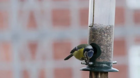 A blue tit bird on a feeder Stock-Footage 152210540
