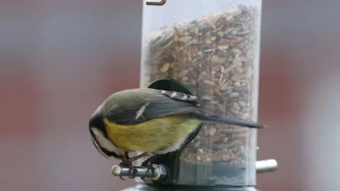 A blue tit bird on a feeder Stock Footage 152254463