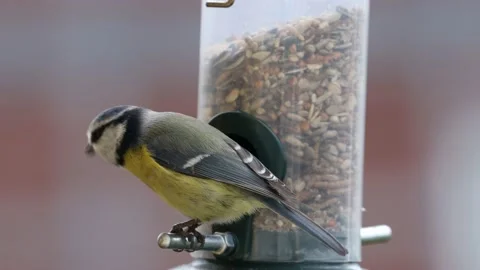 A blue tit bird on a feeder Stock-Footage 152255691