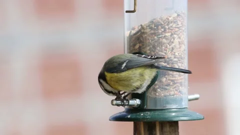 A blue tit bird on a feeder Stock-Footage 152259887