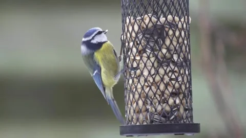 Blue tit on a bird feeder Stock Footage 244566587
