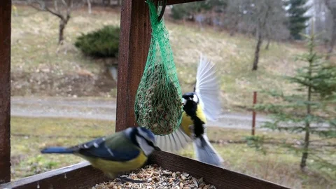Blue Tit In Bird Feeder Slow Motion Stock Footage 88417796