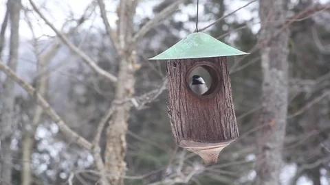 Blue Tit On A Bird Feeder In Winter While It Snow Is Falling 库存影片 71585321