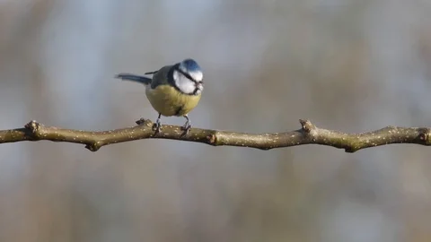 Blue Tit Bird Feeding On Branch 4K Detailed Close Up Slow Motion Stock Footage