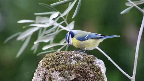 Blue tit bird Stock Footage 82833676