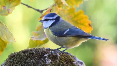 Blue tit bird Stock Footage 83141213