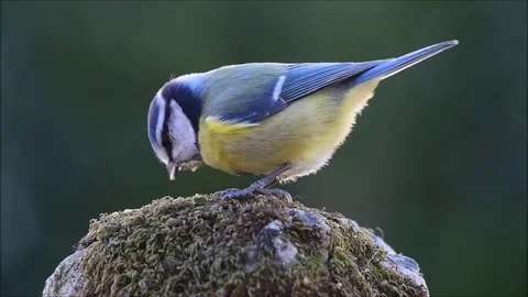Blue tit bird Stock Footage