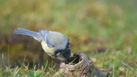 Blue tit bird in the forest, eats seed. Cyanides caeruleus Stock-Footage 152737253