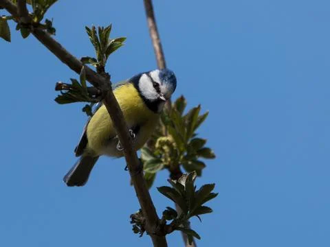 Blue tit bird looking down Stock Photos