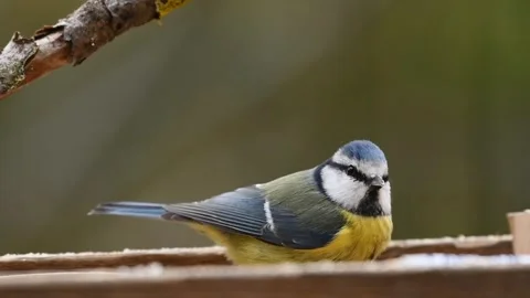 Blue Tit bird the manger Video stock 269213041
